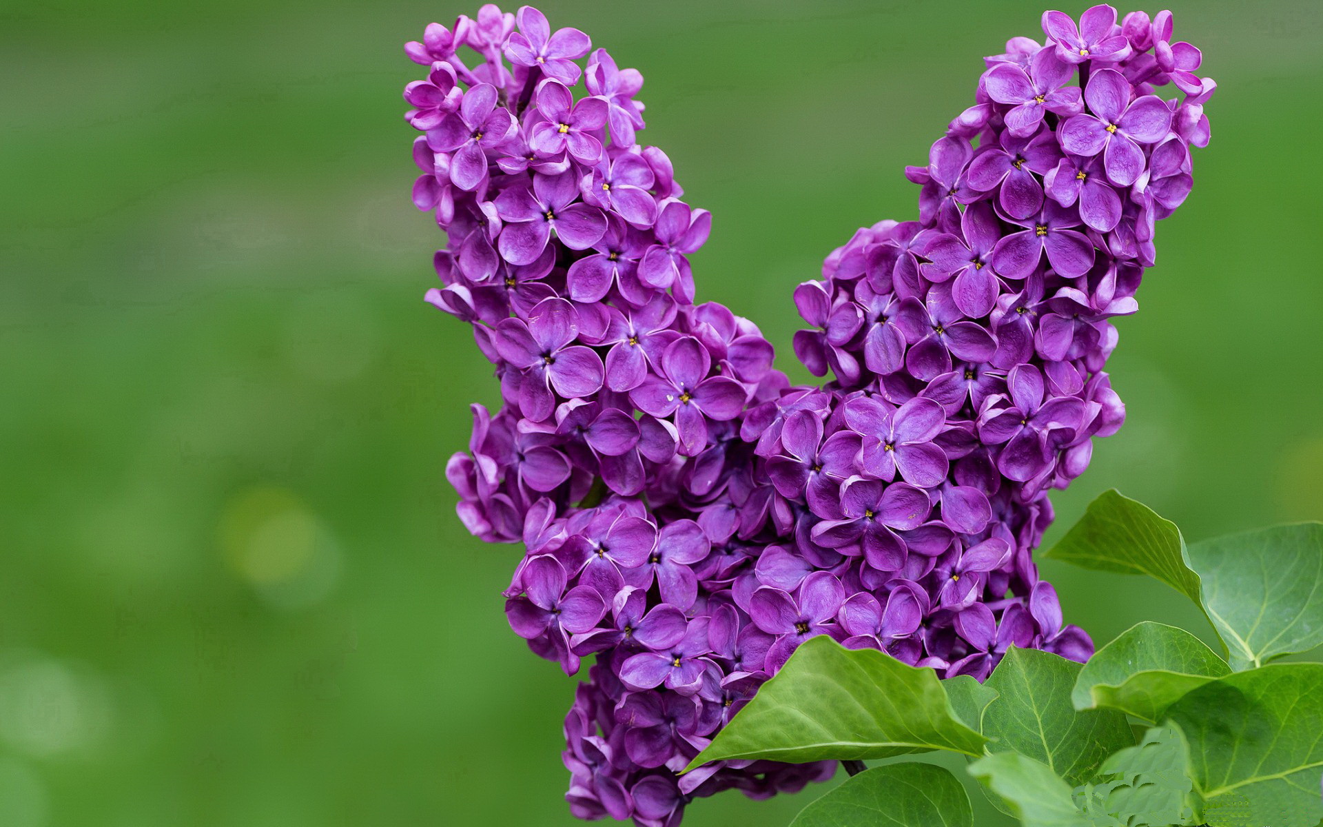 Jiuyou-【攻防技巧】马克·塞尔比的“钢铁长城”战术详解,钢铁长城下一句是什么