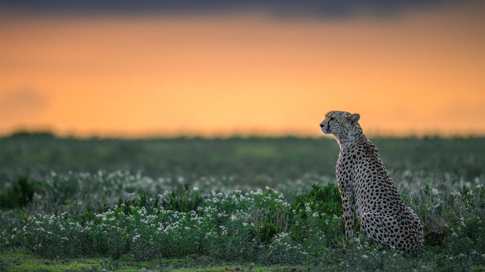 【道奇延续连胜】穆基·贝茨双击打出胜利节奏,穆奇贝茨 道奇