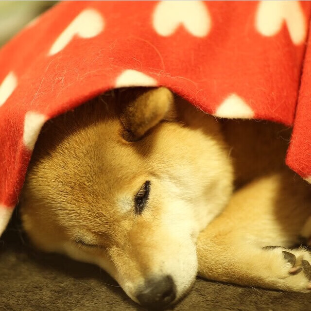 不莱梅主场粉碎对手野心,不莱梅青训