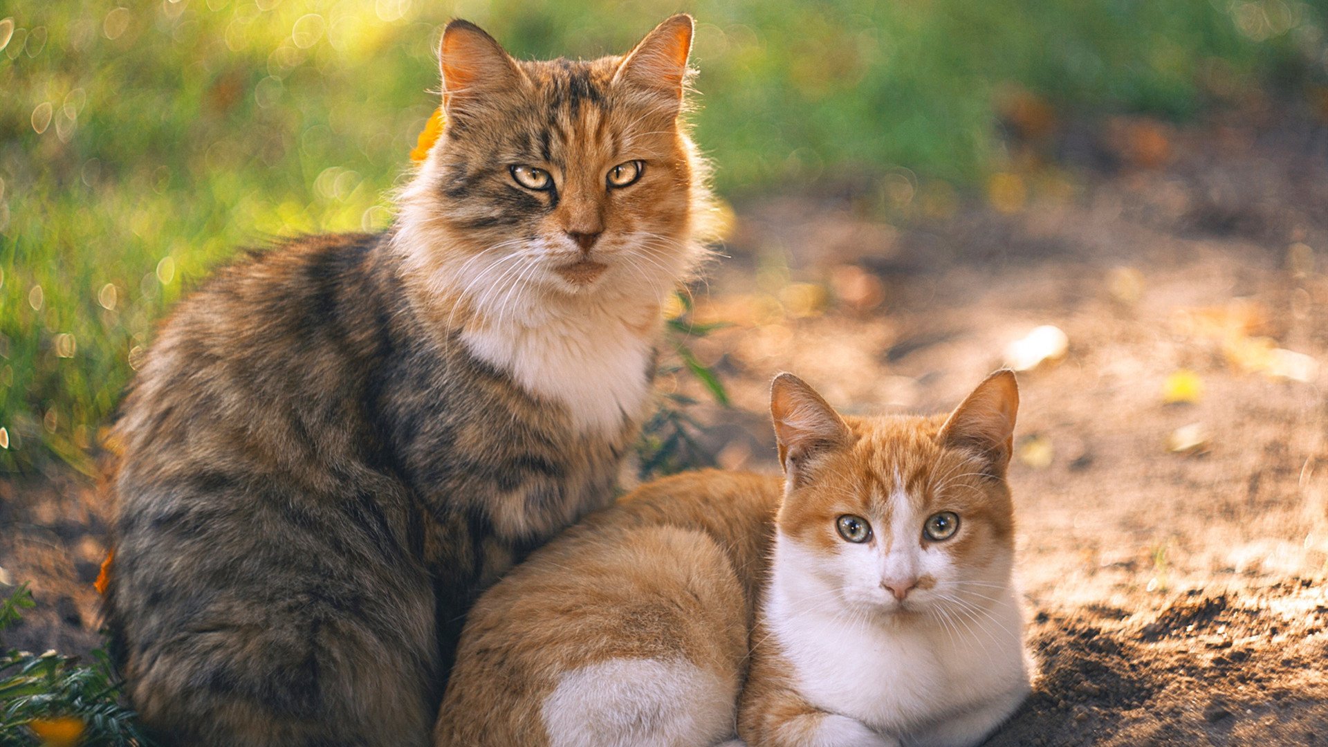 伊朗球员滑倒后完成倒钩破门,网友:“不可复制”,伊朗输球又输人